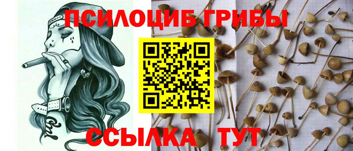 Псилоцибиновые грибы Psilocybe Луховицы